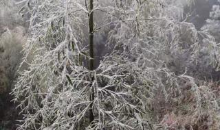 立春后的雪水有什么用